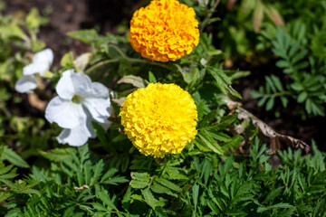 In the garden, there are two yellow flowers and one white flower