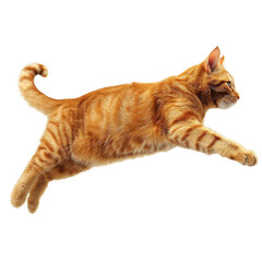 Orange Tabby Cat Mid-Jump