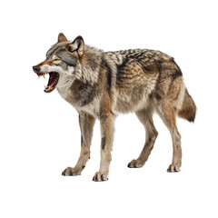 Grey Wolf Howling With Mouth Open Isolated On White Background