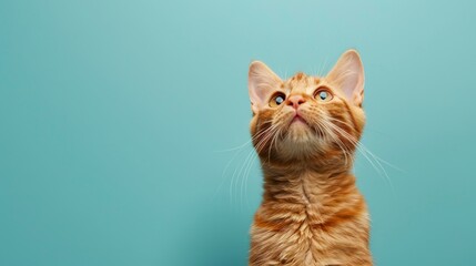 Cute Cat Looking Up on Solid Blue Background Banner for Pet Lovers