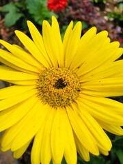 Beautiful Yellow colorful flower image