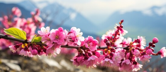 spring in Siberia the blossoming currant. Creative banner. Copyspace image