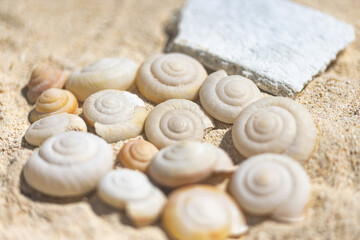 小笠原諸島・南島　砂浜に打ち上げられた貝殻
