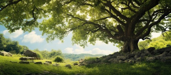 leaf view under the tree. Creative banner. Copyspace image