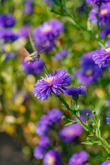 Dutch chrysanthemums and various small bean long billed moths in the park