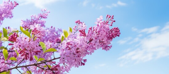 Spring branches of blooming lilac Blossoming tree over natural background blue sky Beautiful spring background. Creative banner. Copyspace image