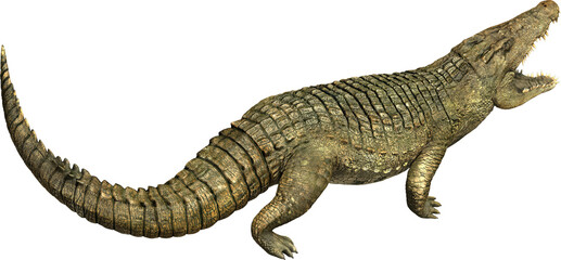 Fototapeta premium crocodile roaring green mouth teeth