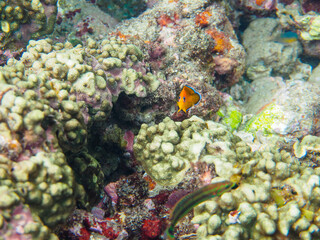 美しいサンゴと可愛いコガネヤッコ（キンチャクダイ科）の幼魚他。

日本国静岡県伊豆半島賀茂郡南伊豆町中木から渡し船で渡るヒリゾ浜にて。
2022年10月水中撮影。

Beautiful corals and lovely juvenile Lemonpeel Angelfish (Centropyge flavissima) and others.
