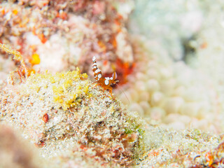 A beautiful translucent Sexy Shrimp, Squat Shrimp (Thor amboinensis).

Hirizohama beach, by ferry...