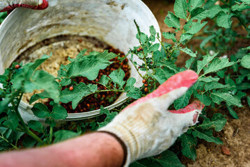 Farmer picking up a colorado potato beetle feeding on a potato plant.