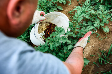 Farmer picking up a colorado potato beetle feeding on a potato plant.