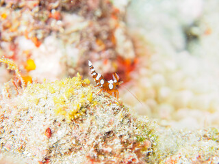 A beautiful translucent Sexy Shrimp, Squat Shrimp (Thor amboinensis).

Hirizohama beach, by ferry from Nakagi, Minami-Izu-cho,  Izu Peninsula, Shizuoka Prefecture, Japan. - October, 2022.
