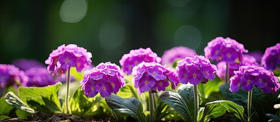 Primula denticulata purple in springtime Pink Primula denticulata Drumstick Primula in garden close up. Creative banner. Copyspace image