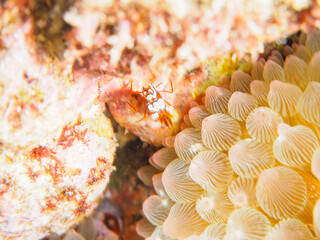 A beautiful translucent Sexy Shrimp, Squat Shrimp (Thor amboinensis).

Hirizohama beach, by ferry...