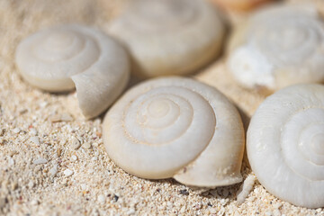 小笠原諸島・南島　砂浜に打ち上げられた貝殻
