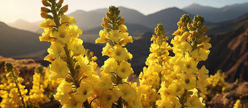 verbascum mullein spongy flowe in mountain. Creative banner. Copyspace image