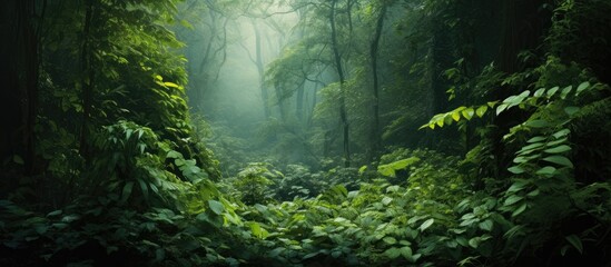 wild summer forest with thick vines. Creative banner. Copyspace image