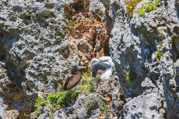 小笠原諸島・南島　カツオドリ

