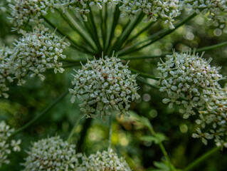 Close up of Cornish woodland Flowers