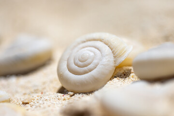 小笠原諸島・南島　砂浜に打ち上げられた貝殻
