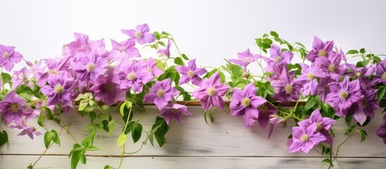 Fototapeta premium Beautiful floral background of clematis Isolated. Creative banner. Copyspace image