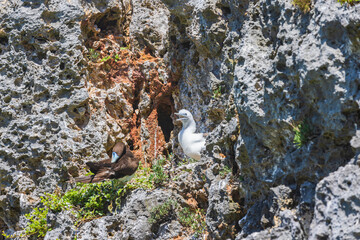 小笠原諸島・南島　カツオドリ
