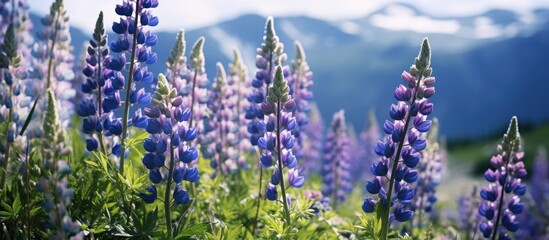 Aconitum compactum Alpine flowers. Creative banner. Copyspace image