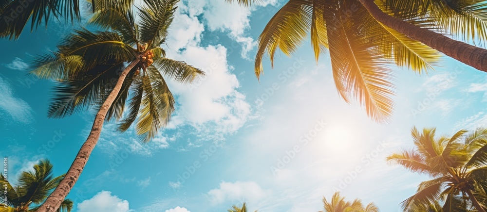 Poster summer background coconut trees view from below tropical photo background. creative banner. copyspac