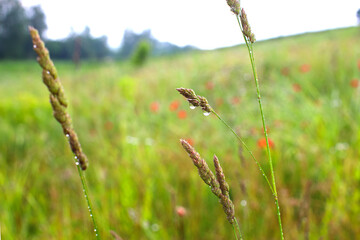 Field flowers in raindrops. Wet petals of red poppies and other wildflowers and herbs with raindrops close-up. Summer rainy day.
