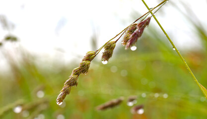 Field flowers in raindrops. Wet petals of red poppies and other wildflowers and herbs with...