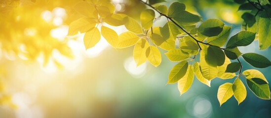 Obraz premium Leaves light in the day. Creative banner. Copyspace image