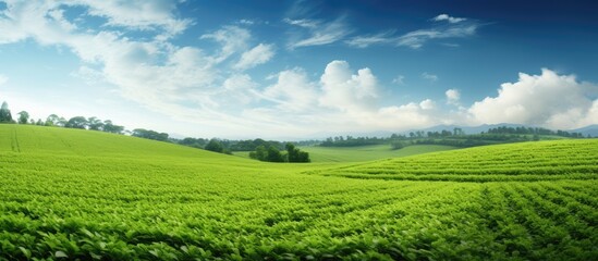 Fototapeta premium Soy plantation green growing soy field. Creative banner. Copyspace image
