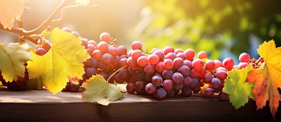 wild grapes background autumn nature. Creative banner. Copyspace image