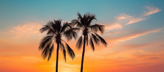 Palm trees over blue summer skies at sunset Low angle view of two palm trees lit by evening light against sky. Creative banner. Copyspace image