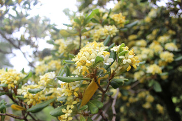 close-up of pittosporum flower (Pittosporum tobira)