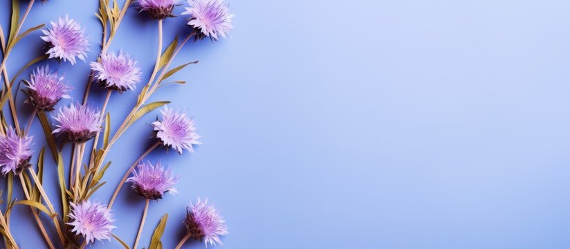 Flat lay with natural flowers of cornflower on violet background Spring summer holiday card postcard invitation Minimal floral composition Top view nature aesthetic fon with blooms for greetings