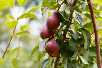 Red pears grow and ripening on a tree in a beautiful fruit garden on green background
