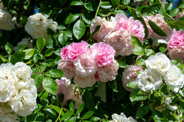 薔薇　ツルサマースノー