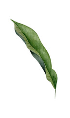 green strelicium leaf isolated on a transparent background. Banana leaf 