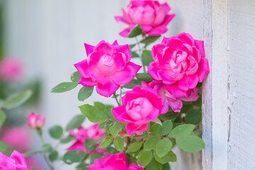 Fresh garden flowers blooming, bokeh backgrounds, Summer background image, selective focus 