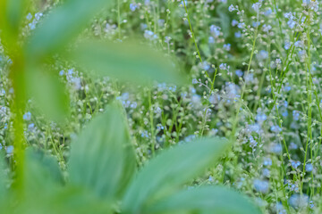 Fresh garden flowers blooming, bokeh backgrounds, Summer background image, selective focus 