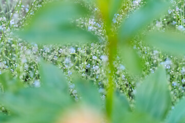 Fresh garden flowers blooming, bokeh backgrounds, Summer background image, selective focus 