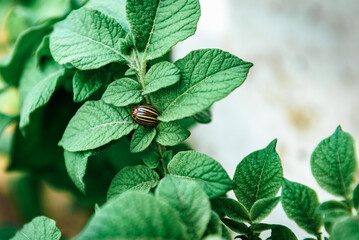 The Colorado potato beetle on potato leaves destroys potato plants.