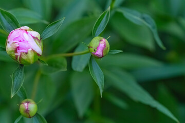 Fresh garden flowers blooming, bokeh backgrounds, Summer background image, selective focus 