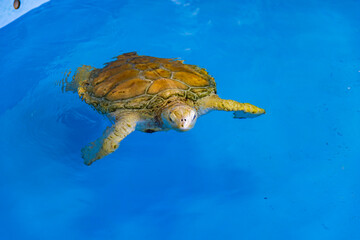 Obraz premium 小笠原諸島・父島 アオウミガメ 