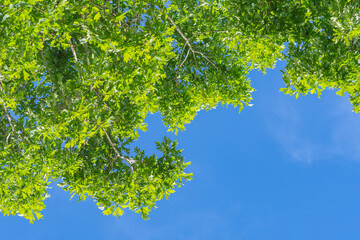Lush tree crown foliage looking up, copy space Summer background image selective focus, clear blue sky