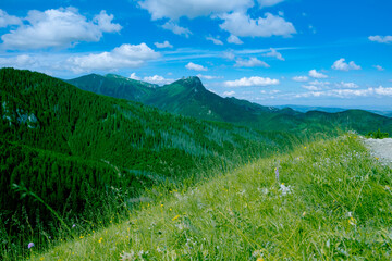 Landscape of beautiful mountains covered with pine forest in Poland