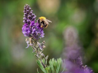 Bee Collecting Pollen from a toadflax flower