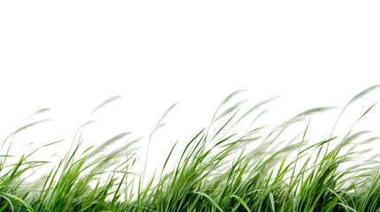Fototapeta premium Nature tall meadow grass cut out transparent backgrounds. 