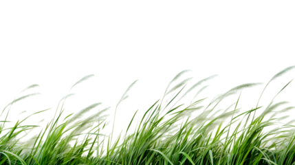 Nature tall meadow grass cut out transparent backgrounds.

